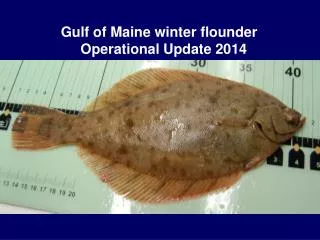 Gulf of Maine winter flounder Operational Update 2014