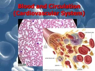 Blood and Circulation (Cardiovascular System)