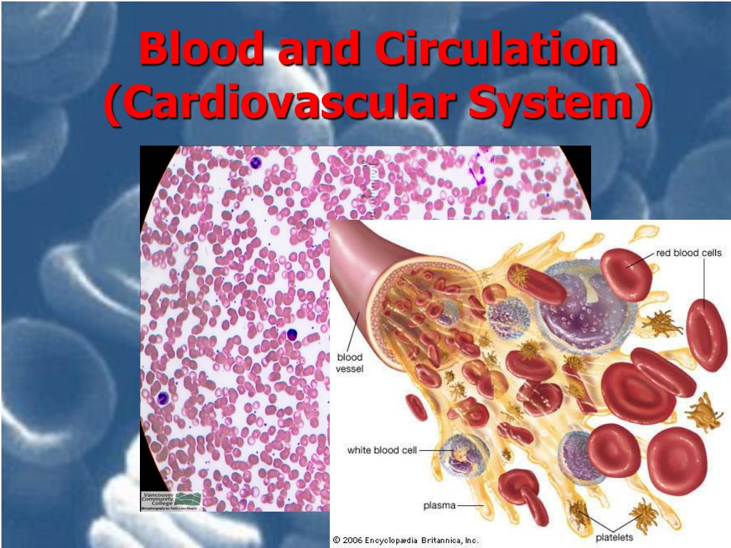 PPT - Blood and Circulation (Cardiovascular System) PowerPoint ...