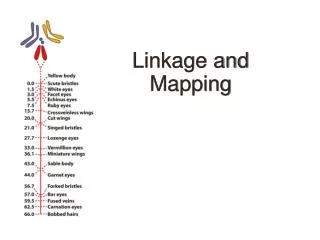 Linkage and Mapping