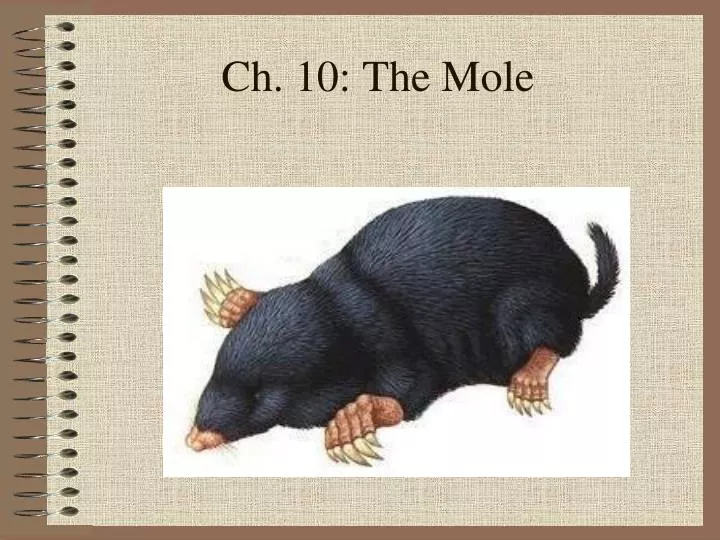 ch 10 the mole