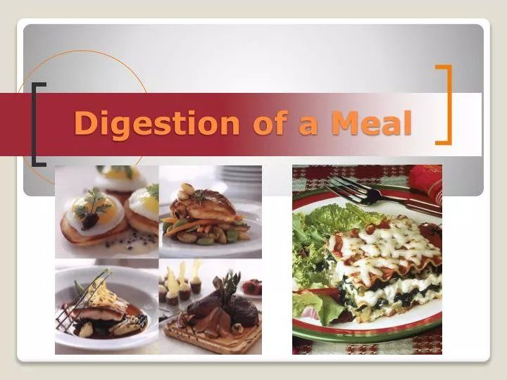 digestion of a meal