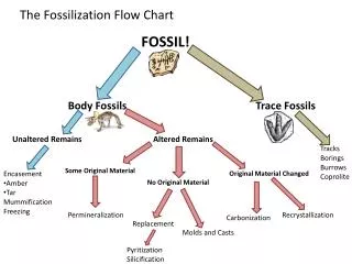 The Fossilization Flow Chart