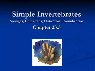 Simple Invertebrates Sponges, Cnidarians, Flatworms, Roundworms