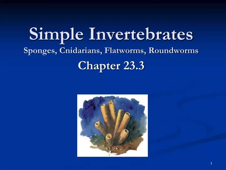 simple invertebrates sponges cnidarians flatworms roundworms