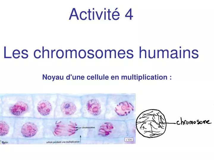 activit 4 les chromosomes humains