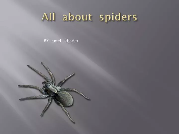 all about spiders