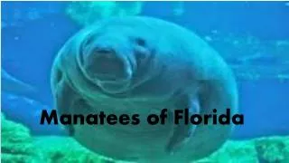 Manatees of Florida