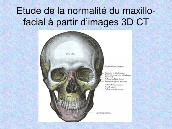 etude de la normalit du maxillo facial partir d images 3d ct