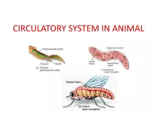 circulatory system in animal