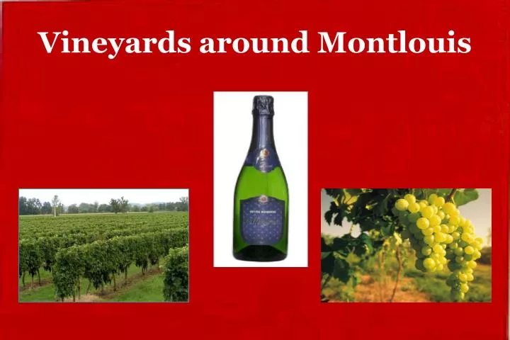 vineyards around montlouis