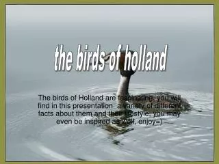 the birds of holland
