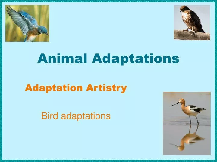 animal adaptations