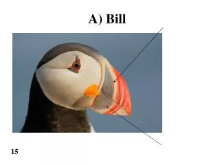 A) Bill