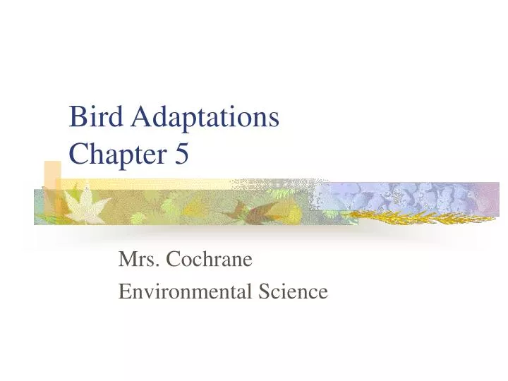 bird adaptations chapter 5