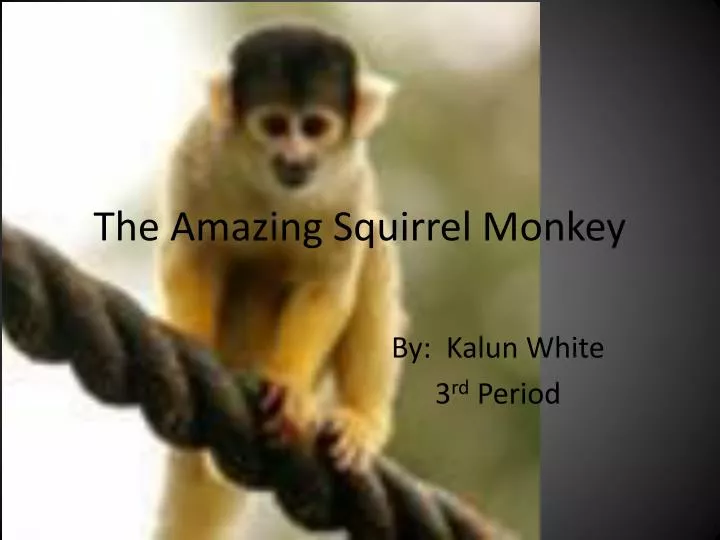 the amazing squirrel monkey