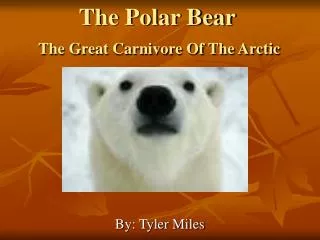 The Polar Bear The Great Carnivore Of The Arctic