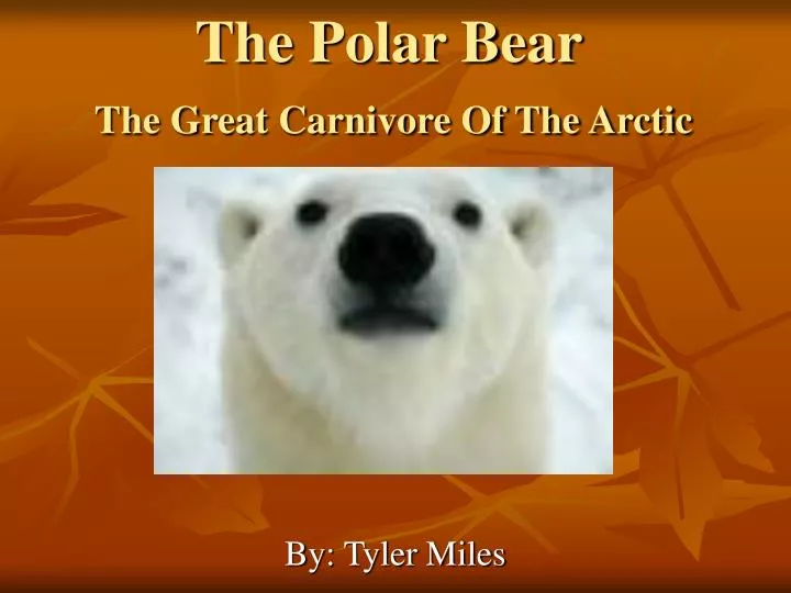 the polar bear the great carnivore of the arctic
