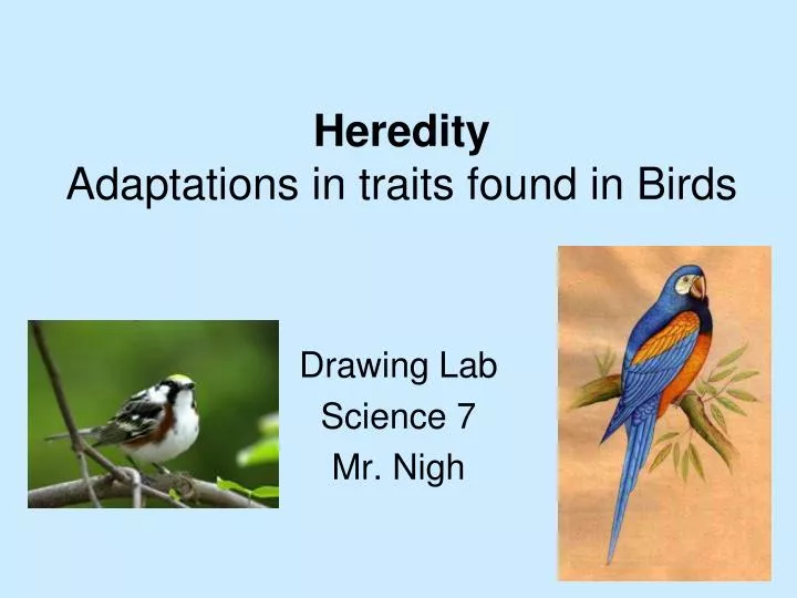 heredity adaptations in traits found in birds