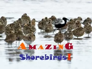 A m a z i n g Shorebirds !