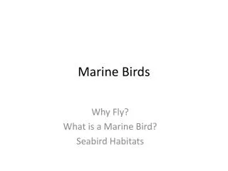 Marine Birds