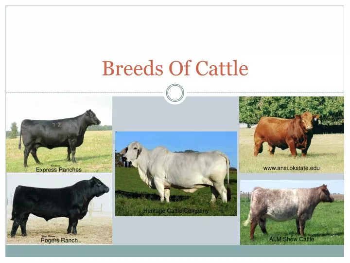 breeds of cattle