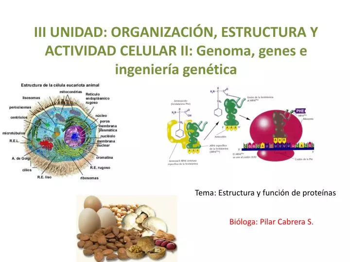 iii unidad organizaci n estructura y actividad celular ii genoma genes e ingenier a gen tica
