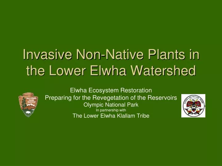 invasive non native plants in the lower elwha watershed