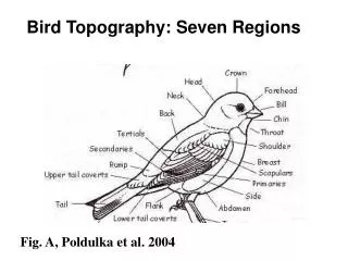 Fig. A, Poldulka et al. 2004