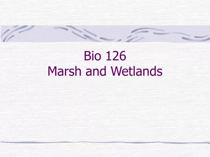 bio 126 marsh and wetlands