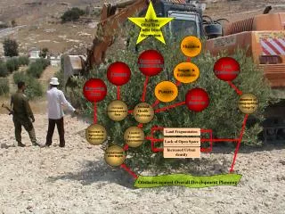 X-Mass Olive Tree Under Israeli Occupation