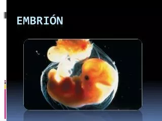 embri n
