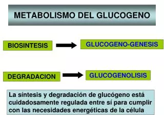 metabolismo del glucogeno