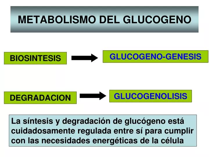metabolismo del glucogeno