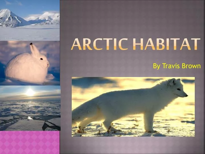 arctic habitat