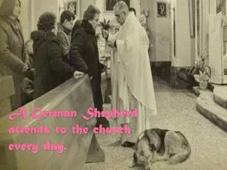 A German Shepherd attends to the church every day.