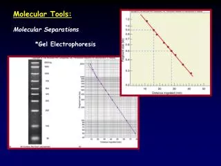 Molecular Tools: Molecular Separations 	*Gel Electrophoresis