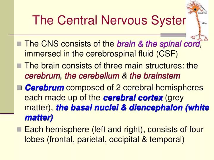 the central nervous system