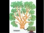 The Fascinating World of Baobab Trees: Myths, Legends, and Ecological Importance - slide 1