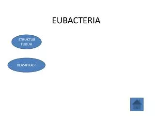 eubacteria