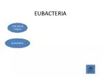 EUBACTERIA - slide 1