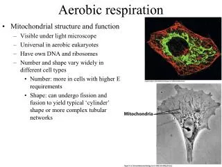 Aerobic respiration