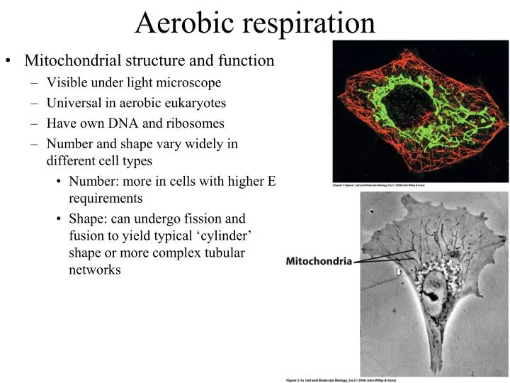 aerobic respiration