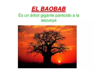 el baobab