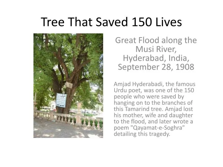 tree that saved 150 lives