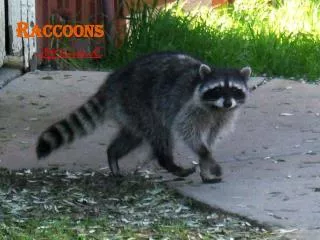 Raccoons