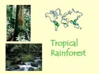 Tropical Rainforest