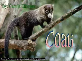 Coati