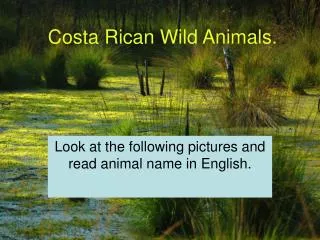 Costa Rican Wild Animals.