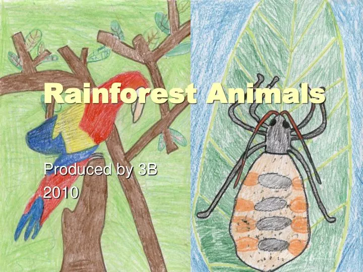 rainforest animals